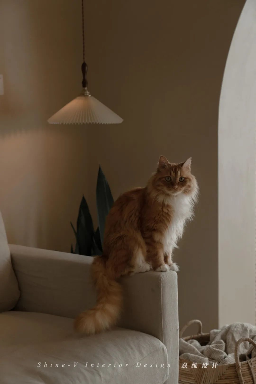 两个人和五只猫的侘寂生活 | 熹维设计设计案例