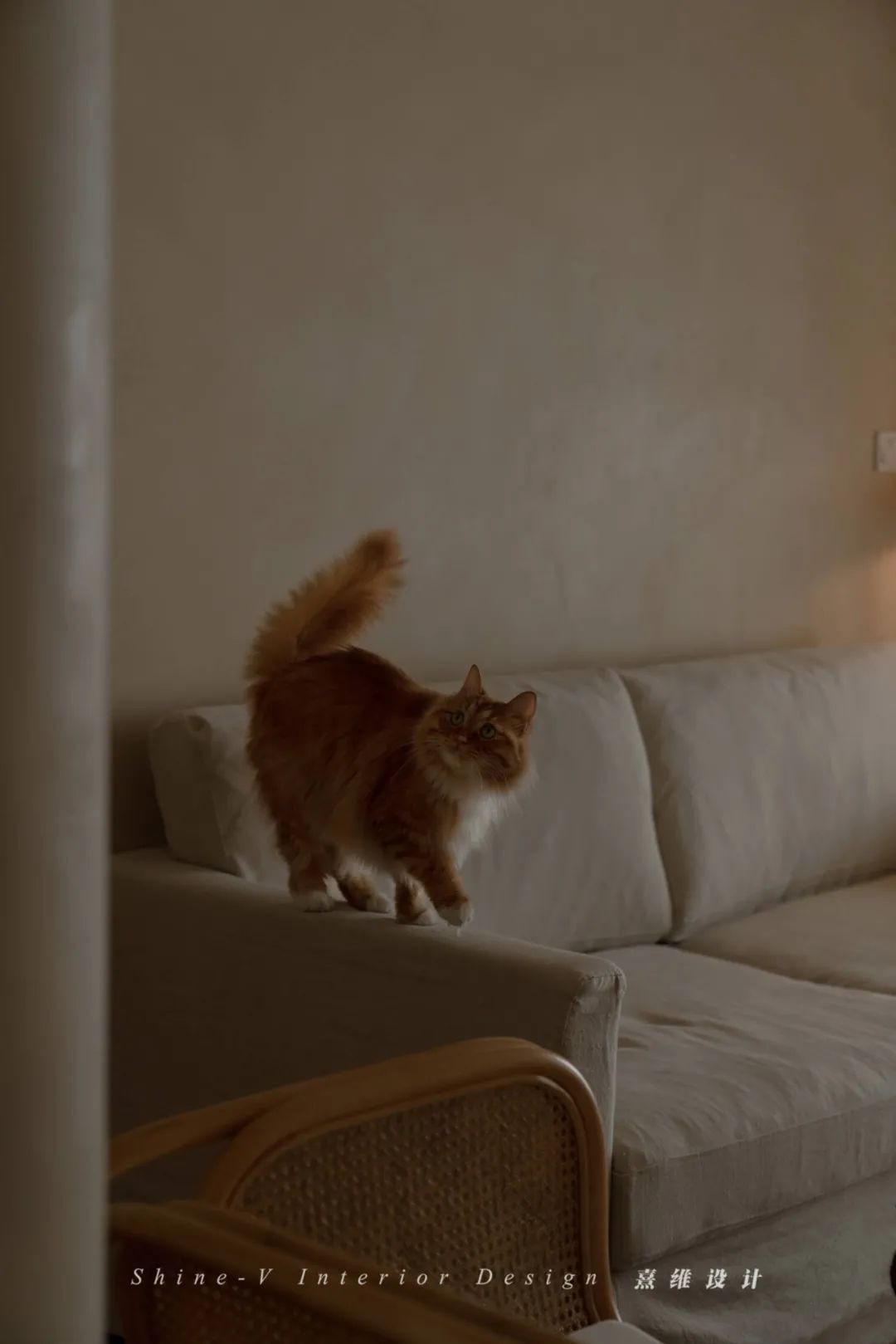两个人和五只猫的侘寂生活 | 熹维设计设计案例